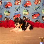 miniature schnauzer puppy posted by Rhonda Wallace